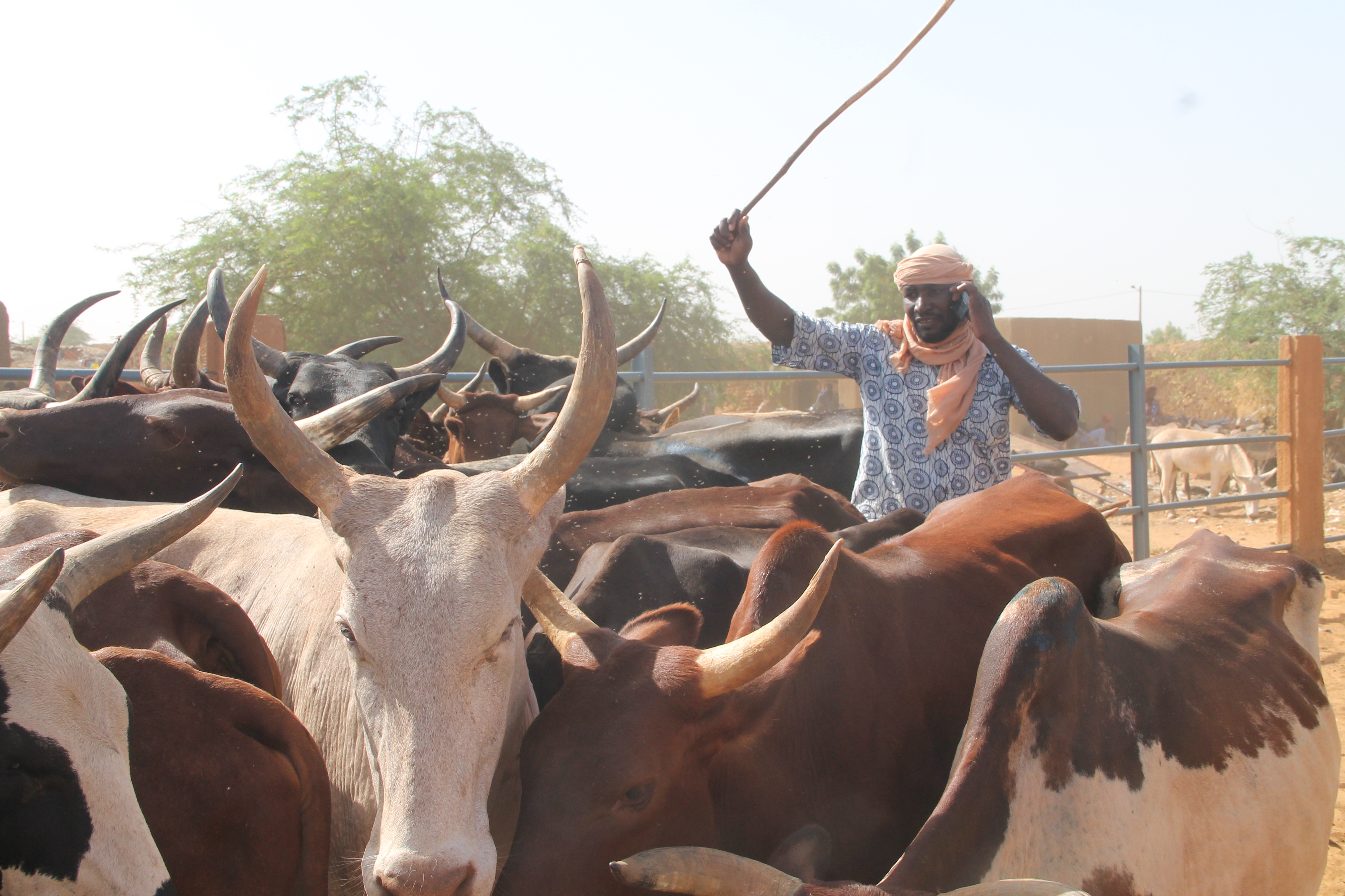 Pastoralist, herding cattle in Mali ©SNV Mali – STAMP